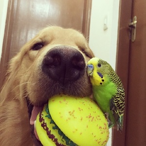 Тенисный мяч - игрушка для собаки