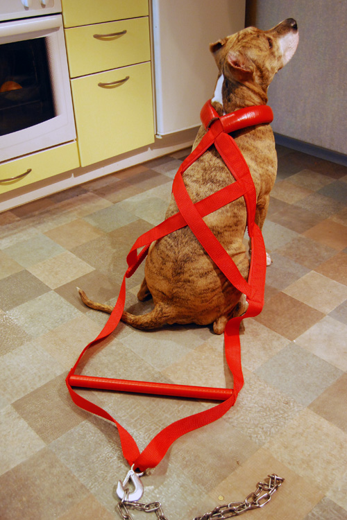 Как самому сделать шлейку для собаки пошагово фото в домашних условиях